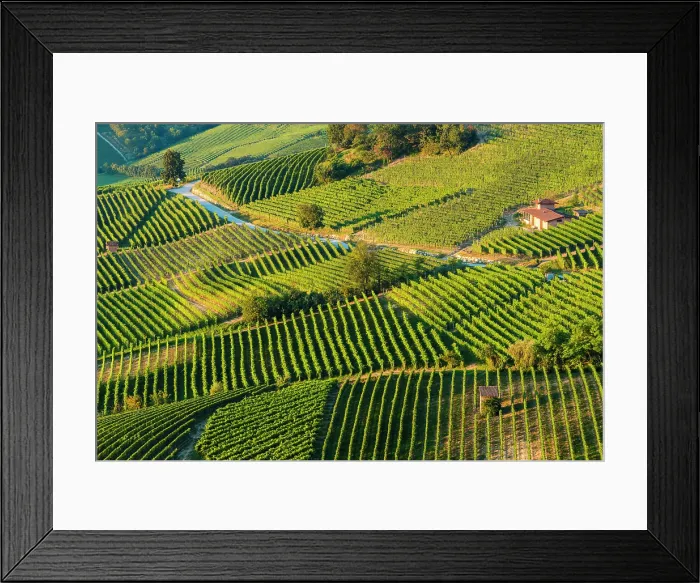 Framed Print : Vine cultivation in the Langhe region, Piedmont, Italy Framed Print : Vine cultivation in the Langhe region, Piedmont, Italy