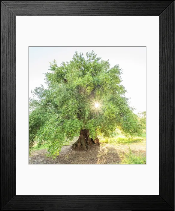 Framed Print : Europe, Italy, Apulia. One of the thousand years old olive trees in the olive groves near to Ostuni at sunrise Framed Print : Europe, Italy, Apulia. One of the thousand years old olive trees in the olive groves near to Ostuni at sunrise