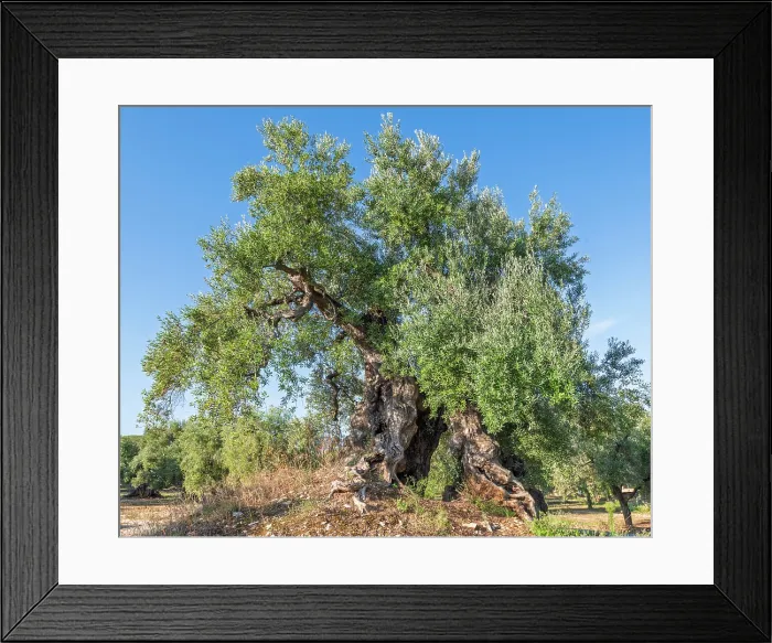Framed Print : Europe, Italy, Apulia. One of the thousand years old olive trees in the olive groves near to Ostuni at sunrise Framed Print : Europe, Italy, Apulia. One of the thousand years old olive trees in the olive groves near to Ostuni at sunrise