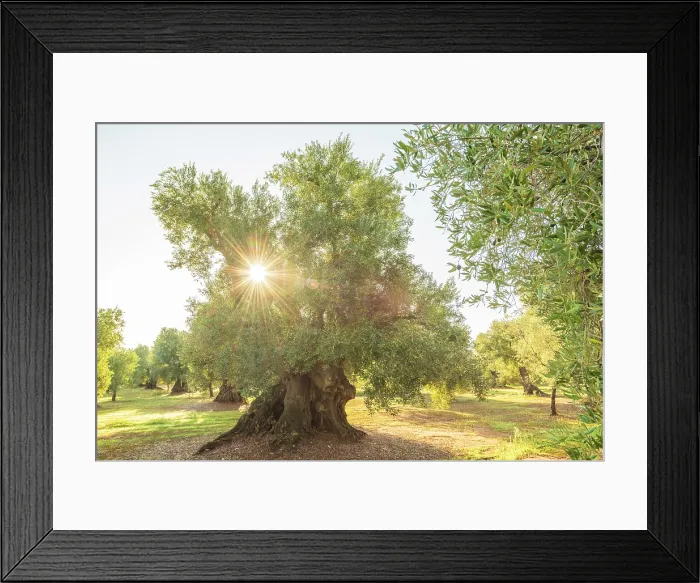 Framed Print : Europe, Italy, Apulia. One of the thousand years old olive trees in the olive groves near to Ostuni at sunrise Framed Print : Europe, Italy, Apulia. One of the thousand years old olive trees in the olive groves near to Ostuni at sunrise
