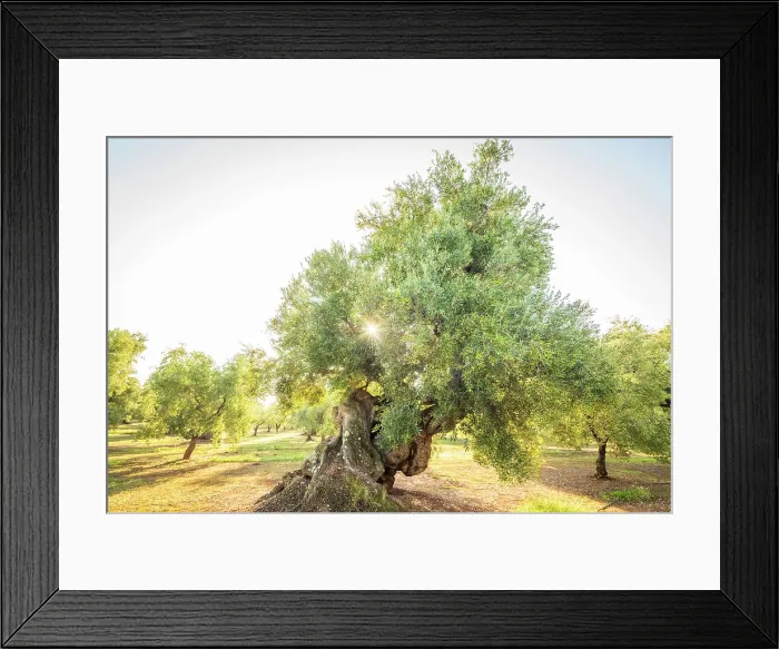 Framed Print : Europe, Italy, Apulia. One of the thousand years old olive trees in the olive groves near to Ostuni at sunrise Framed Print : Europe, Italy, Apulia. One of the thousand years old olive trees in the olive groves near to Ostuni at sunrise