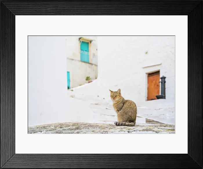 Framed Print : Europe, Italy, Apulia. The white town of Ostuni, a cat sitting in a tipical white street of the town Framed Print : Europe, Italy, Apulia. The white town of Ostuni, a cat sitting in a tipical white street of the town