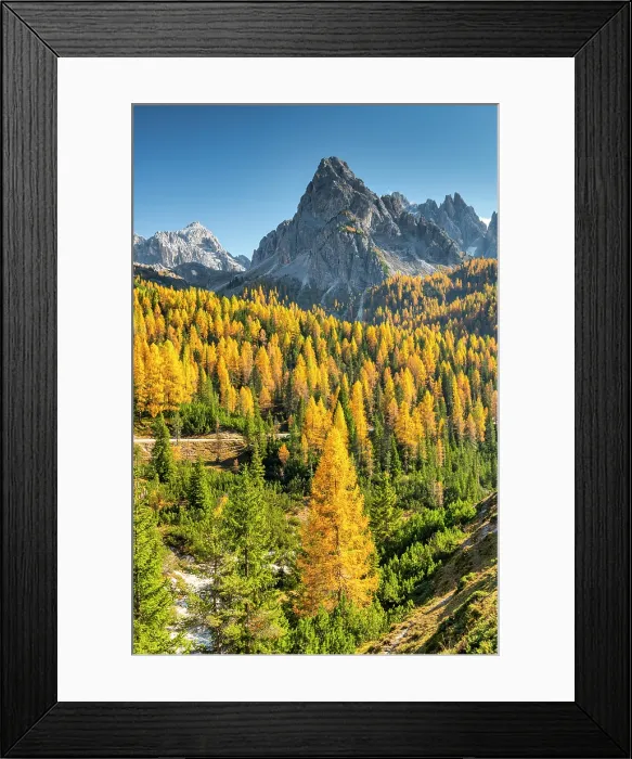 Framed Print : Autumn Larches Below the Cadini Group, Dolomites, Veneto Province, Italy Framed Print : Autumn Larches Below the Cadini Group, Dolomites, Veneto Province, Italy