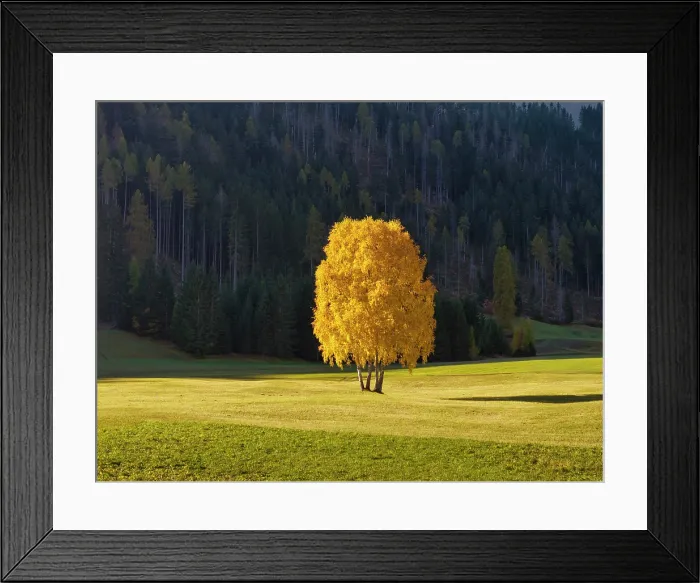 Framed Print : Silver Birch Trees in Autumn, Belluno Province, Veneto, Italy Framed Print : Silver Birch Trees in Autumn, Belluno Province, Veneto, Italy