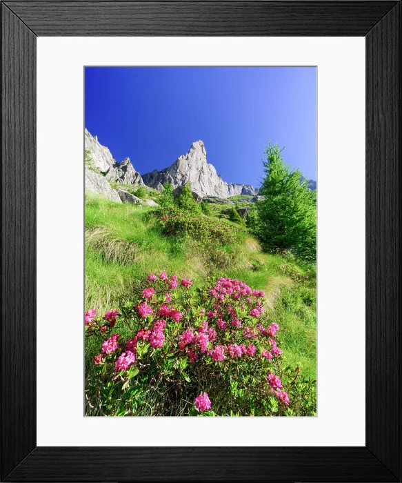 Framed Print : Rhododendrons surrounding Picco Luigi Amedeo, Val Torrone, Val Masino, Valtellina, Province of Sondrio, Lombardy, Italy Framed Print : Rhododendrons surrounding Picco Luigi Amedeo, Val Torrone, Val Masino, Valtellina, Province of Sondrio, Lombardy, Italy