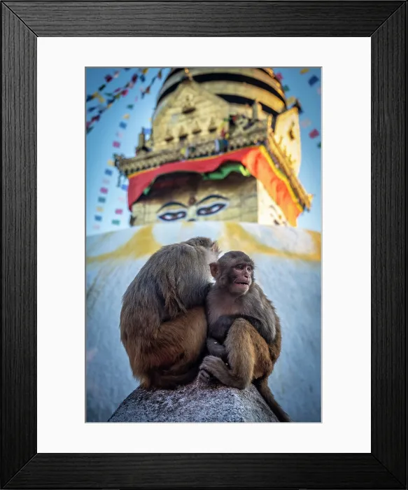 Framed Print : Monkeys at Swayambunath temple (aka Monkey Temple), Kathmandu, Nepal Framed Print : Monkeys at Swayambunath temple (aka Monkey Temple), Kathmandu, Nepal
