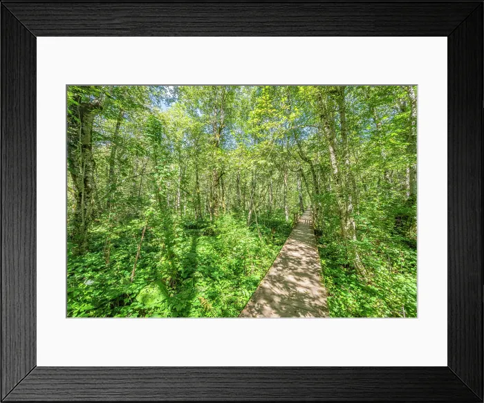 Framed Print : Primeval forest at Biogradska gora National Park, Kolasin, Montenegro Framed Print : Primeval forest at Biogradska gora National Park, Kolasin, Montenegro