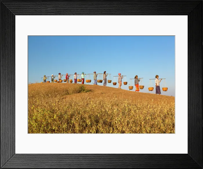 Framed Print : Myanmar, Burma, Bagan, Pagan Women carrying baskets Framed Print : Myanmar, Burma, Bagan, Pagan Women carrying baskets