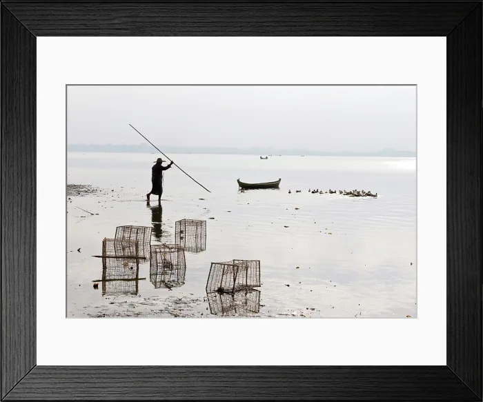 Framed Print : Myanmar, Burma, Mandalay, Amarapura, Man herding ducks with a stick Framed Print : Myanmar, Burma, Mandalay, Amarapura, Man herding ducks with a stick