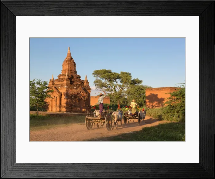 Framed Print : Myanmar, Burma, Mandalay, Bagan, Pagan, Decorated oxen pull carts past a temple Framed Print : Myanmar, Burma, Mandalay, Bagan, Pagan, Decorated oxen pull carts past a temple