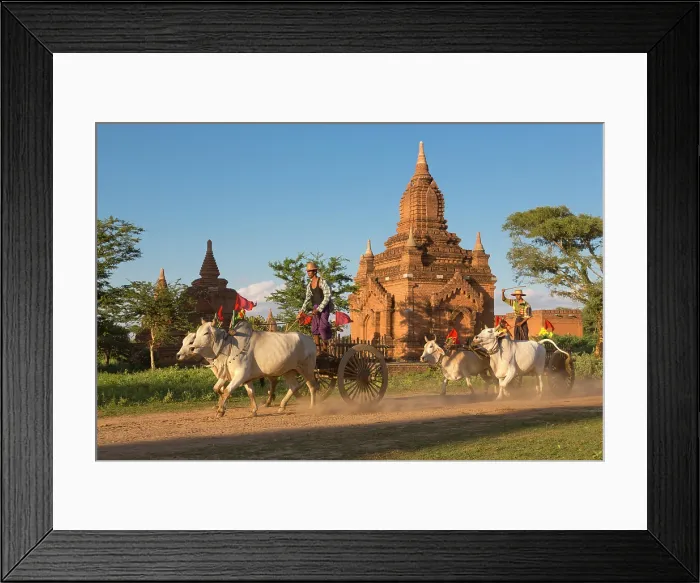 Framed Print : Myanmar, Burma, Mandalay, Bagan, Pagan, Decorated oxen pull carts past a temple Framed Print : Myanmar, Burma, Mandalay, Bagan, Pagan, Decorated oxen pull carts past a temple