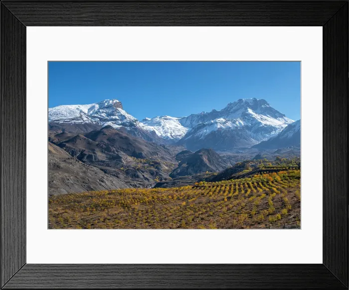 Framed Print : Apple orchard in the valley towards Muktinath, Lower Mustang, Nepal Framed Print : Apple orchard in the valley towards Muktinath, Lower Mustang, Nepal