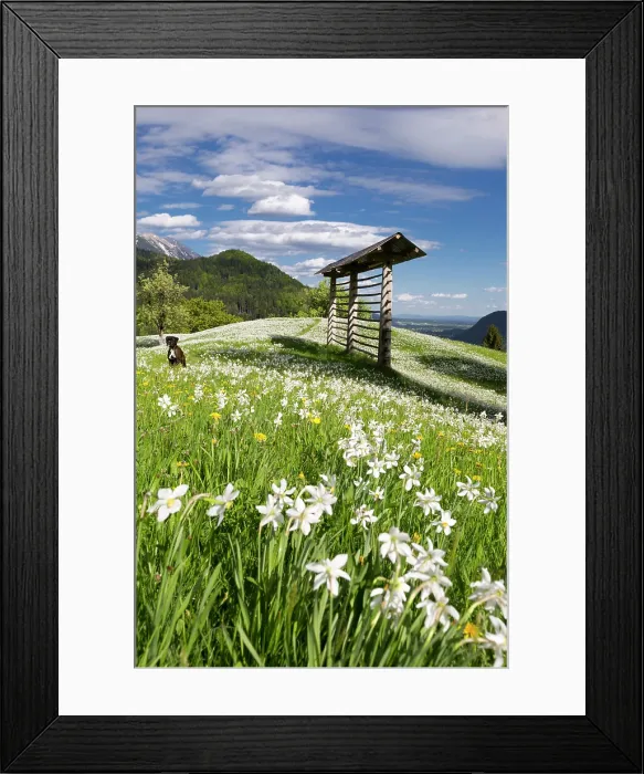 Framed Print : Slovenia, Upper Carniola, a meadow of dwarf daffodils surround a wooden drying rack in the spring Framed Print : Slovenia, Upper Carniola, a meadow of dwarf daffodils surround a wooden drying rack in the spring