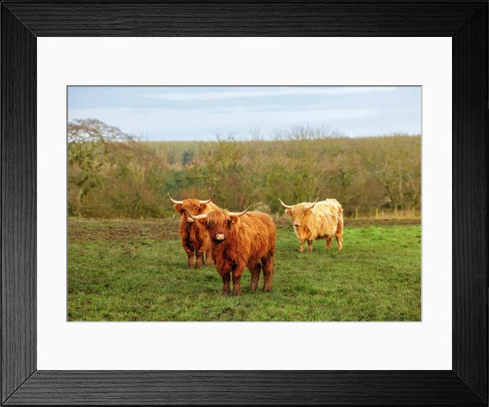 Framed Print : Highland Cows, near Peterhead, Scotland Framed Print : Highland Cows, near Peterhead, Scotland