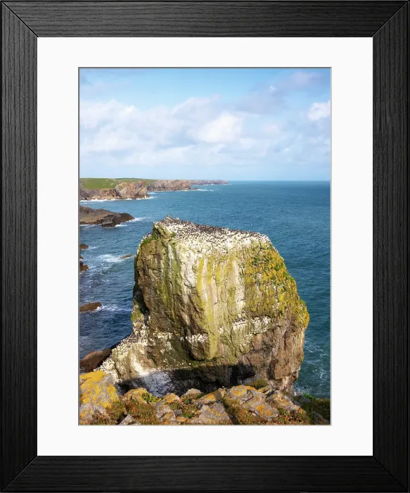 Framed Print : Guillemot colony on a sea stack in Pembrokeshire Coast National Park, Castlemartin, Pembrokeshire, Wales Framed Print : Guillemot colony on a sea stack in Pembrokeshire Coast National Park, Castlemartin, Pembrokeshire, Wales