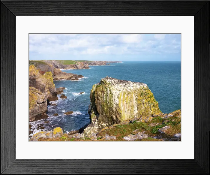 Framed Print : Various seabirds nesting on a limestone pillar next to the Pembrokeshire Coast Path, Castlemartin, Pembrokeshire, Wales Framed Print : Various seabirds nesting on a limestone pillar next to the Pembrokeshire Coast Path, Castlemartin, Pembrokeshire, Wales