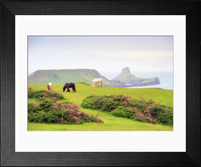 Framed Print : A semi-feral Welsh pony grazing on the cliffs on the Gower Peninsula, with Worm's Head headland in the background, near Rhossili Bay, Swansea, Wales Framed Print : A semi-feral Welsh pony grazing on the cliffs on the Gower Peninsula, with Worm's Head headland in the background, near Rhossili Bay, Swansea, Wales