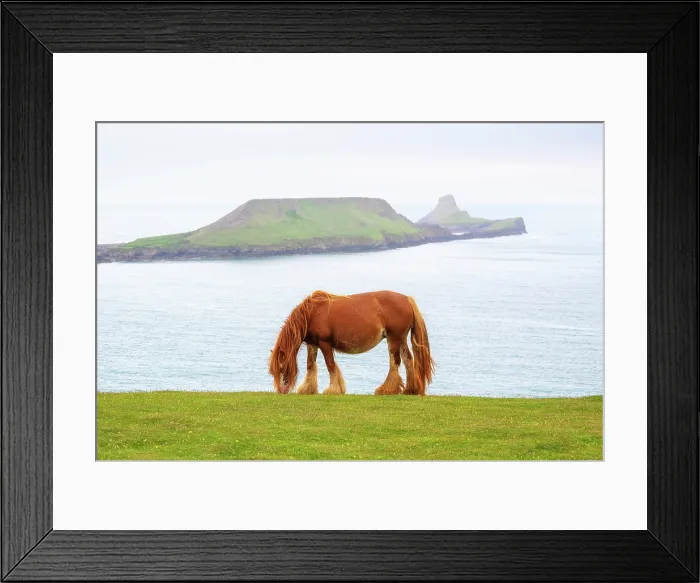 Framed Print : A semi-feral Welsh pony grazing on the cliffs on the Gower Peninsula, with Worm's Head headland in the background, near Rhossili Bay, Swansea, Wales Framed Print : A semi-feral Welsh pony grazing on the cliffs on the Gower Peninsula, with Worm's Head headland in the background, near Rhossili Bay, Swansea, Wales