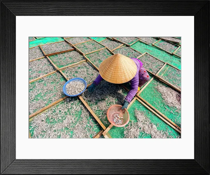 Framed Print : Vietnamese woman drying anchovies on wooden racks, Tuy An, Phu Yen Province, Vietnam Framed Print : Vietnamese woman drying anchovies on wooden racks, Tuy An, Phu Yen Province, Vietnam