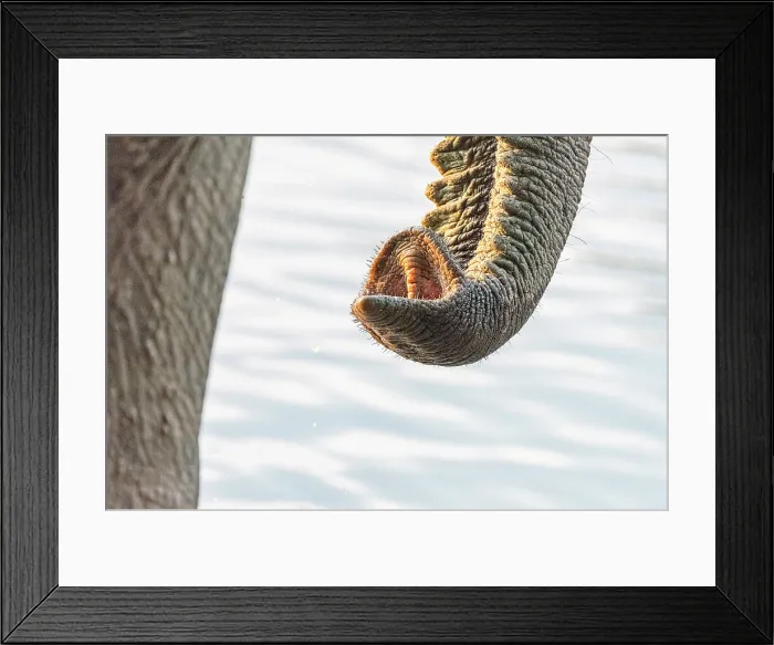 Framed Print : africa, Zimbabwe, Mana Pools National Park. An elephant trunk close up Framed Print : africa, Zimbabwe, Mana Pools National Park. An elephant trunk close up