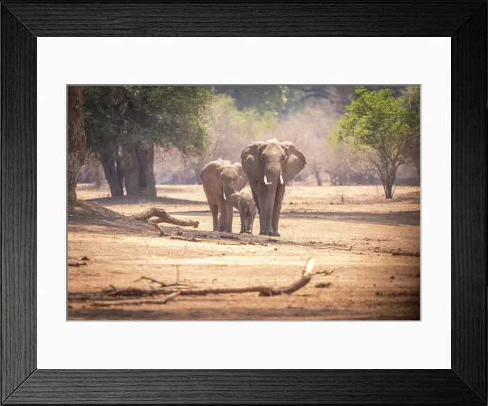 Framed Print : africa, Zimbabwe, Mana Pools National Park. An elephant family Framed Print : africa, Zimbabwe, Mana Pools National Park. An elephant family