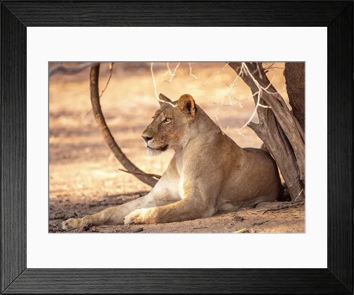 Framed Print : africa, Zimbabwe, Mana Pools National Park. A female lion Framed Print : africa, Zimbabwe, Mana Pools National Park. A female lion