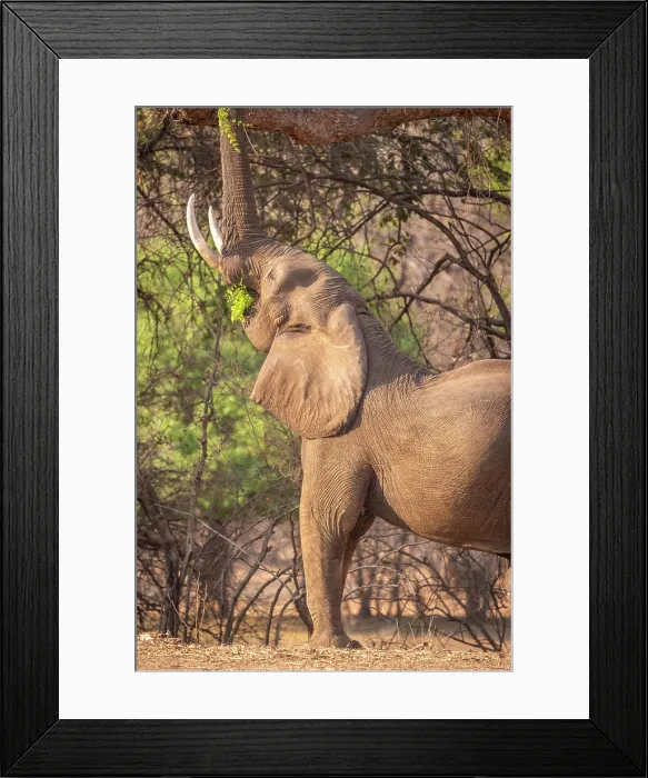 Framed Print : Africa, Zimbabwe, Mana Pools National Park. An elephant bull performing the famous 'Mana Stretch' - browsing for higher branches Framed Print : Africa, Zimbabwe, Mana Pools National Park. An elephant bull performing the famous 'Mana Stretch' - browsing for higher branches