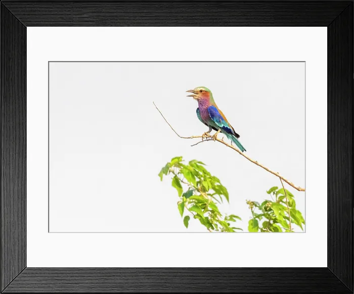 Framed Print : africa, Zimbabwe, Mana Pools National Park. A Lilac breasted roller on a branch. Sitting Framed Print : africa, Zimbabwe, Mana Pools National Park. A Lilac breasted roller on a branch. Sitting