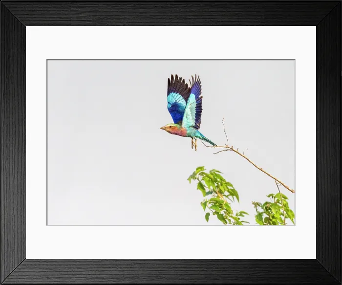 Framed Print : africa, Zimbabwe, Mana Pools National Park. A Lilac breasted roller flying Framed Print : africa, Zimbabwe, Mana Pools National Park. A Lilac breasted roller flying
