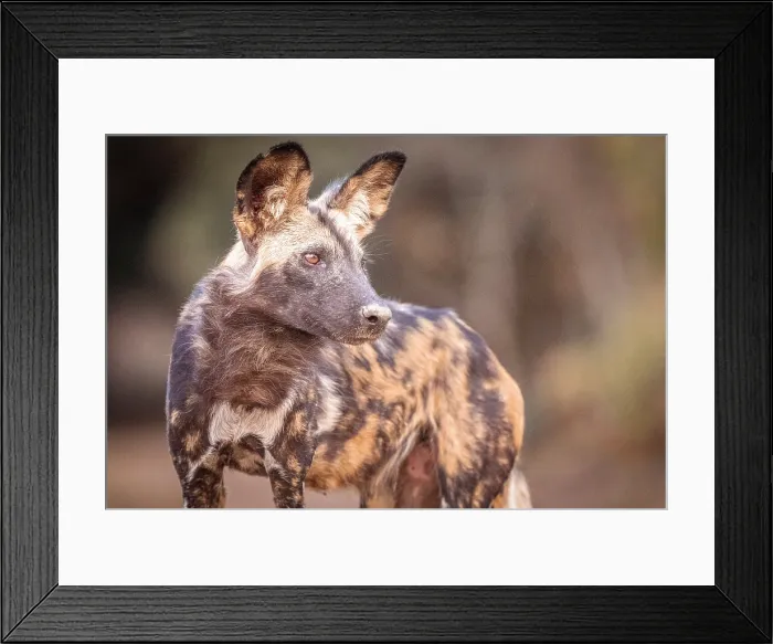Framed Print : africa, Zimbabwe, Mana Pools National Park. An African wild dog Framed Print : africa, Zimbabwe, Mana Pools National Park. An African wild dog