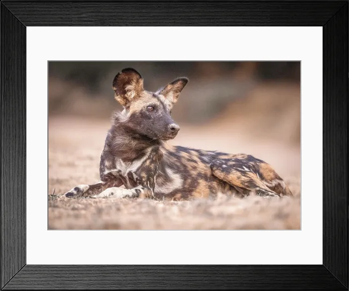 Framed Print : africa, Zimbabwe, Mana Pools National Park. An African wild dog sitting on the ground Framed Print : africa, Zimbabwe, Mana Pools National Park. An African wild dog sitting on the ground