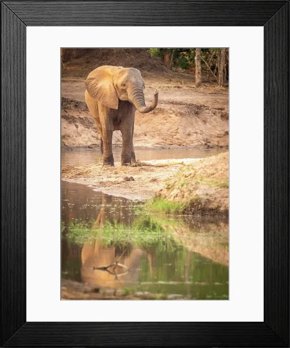 Framed Print : africa, Zimbabwe, Mana Pools National Park. An elephant at a water pool Framed Print : africa, Zimbabwe, Mana Pools National Park. An elephant at a water pool