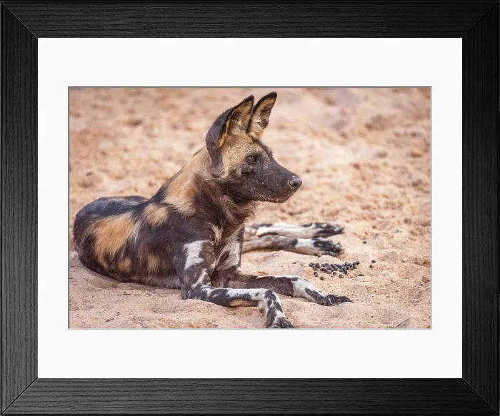 Framed Print : africa, Zimbabwe, Mana Pools National Park. An African wild dog sitting on the ground Framed Print : africa, Zimbabwe, Mana Pools National Park. An African wild dog sitting on the ground