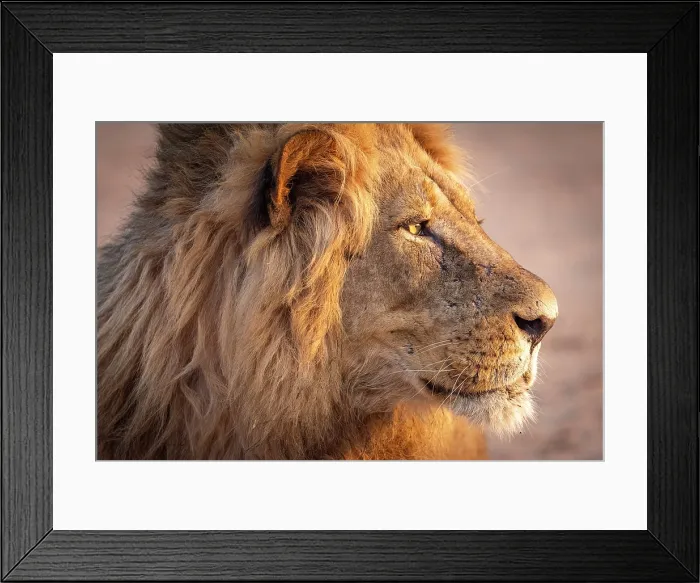 Framed Print : africa, Zimbabwe, Mana Pools National Park. A beautiful male lion in the morning light Framed Print : africa, Zimbabwe, Mana Pools National Park. A beautiful male lion in the morning light