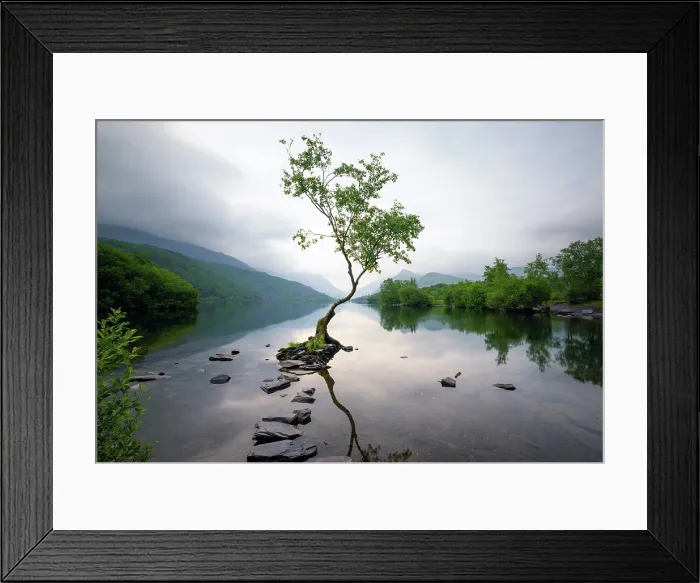 Framed Print : The Lonely Tree of Llanberis at sunrise, on the shore of Llyn Padarn (Lake Padarn), Gwynedd, Eryri (Snowdonia), Wales Framed Print : The Lonely Tree of Llanberis at sunrise, on the shore of Llyn Padarn (Lake Padarn), Gwynedd, Eryri (Snowdonia), Wales