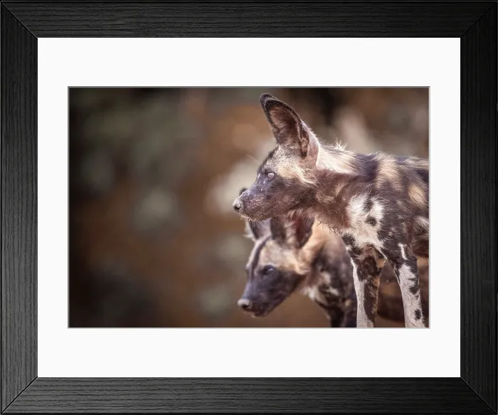 Framed Print : africa, Zimbabwe, Mana Pools National Park. African wild dogs on their departure for a hunt Framed Print : africa, Zimbabwe, Mana Pools National Park. African wild dogs on their departure for a hunt