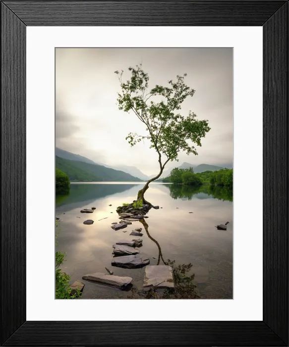 Framed Print : The Lonely Tree of Llanberis at sunrise, on the shore of Llyn Padarn (Lake Padarn), Gwynedd, Eryri (Snowdonia), Wales Framed Print : The Lonely Tree of Llanberis at sunrise, on the shore of Llyn Padarn (Lake Padarn), Gwynedd, Eryri (Snowdonia), Wales