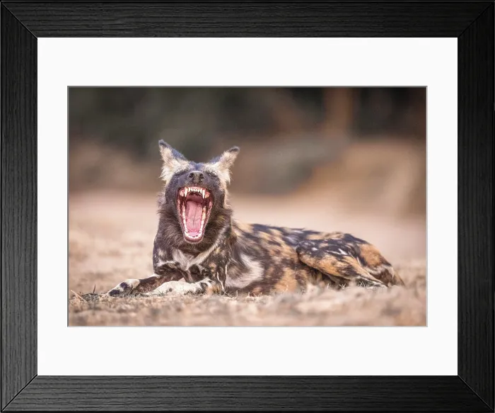 Framed Print : africa, Zimbabwe, Mana Pools National Park. An African wild dog sitting on the ground and yawning