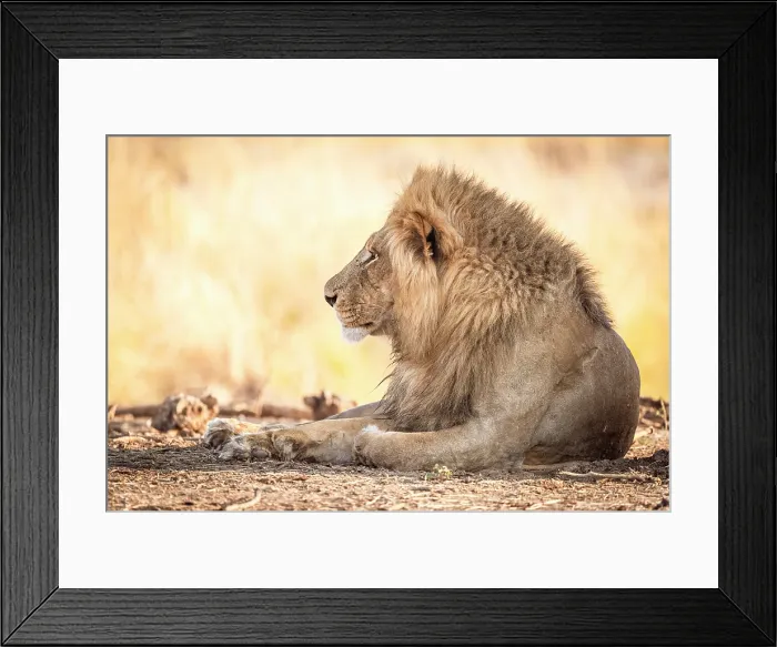 Framed Print : africa, Zimbabwe, Mana Pools National Park. A beautiful male lion in the morning light Framed Print : africa, Zimbabwe, Mana Pools National Park. A beautiful male lion in the morning light