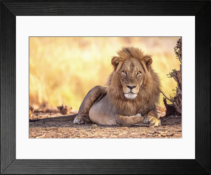Framed Print : africa, Zimbabwe, Mana Pools National Park. A beautiful male lion in the morning light Framed Print : africa, Zimbabwe, Mana Pools National Park. A beautiful male lion in the morning light