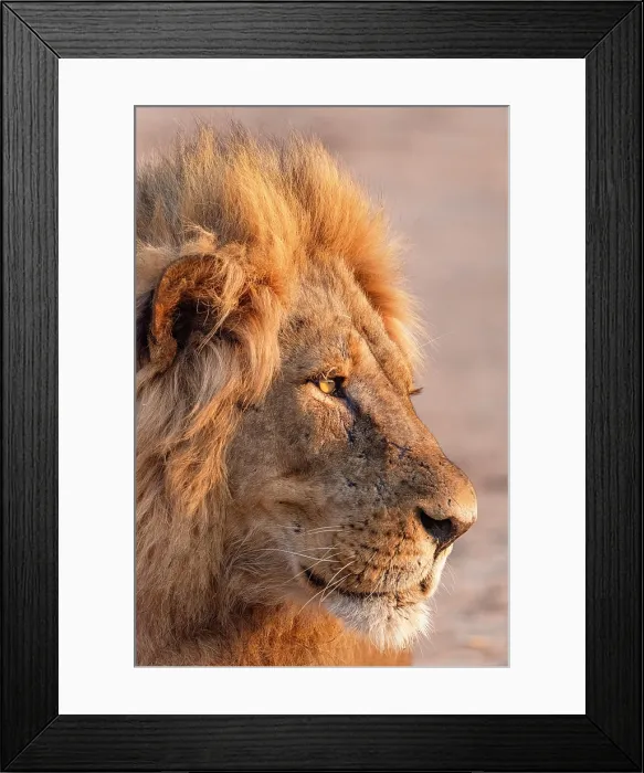 Framed Print : africa, Zimbabwe, Mana Pools National Park. A beautiful male lion in the morning light Framed Print : africa, Zimbabwe, Mana Pools National Park. A beautiful male lion in the morning light