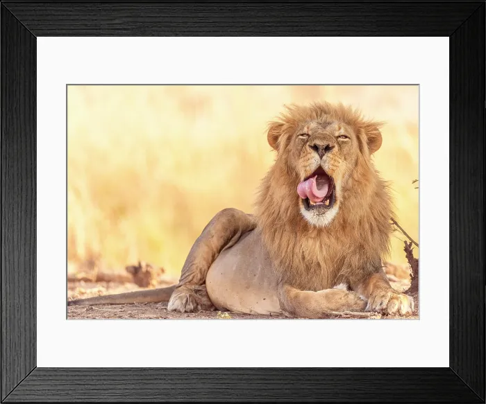 Framed Print : africa, Zimbabwe, Mana Pools National Park. A beautiful male lion in the morning light Framed Print : africa, Zimbabwe, Mana Pools National Park. A beautiful male lion in the morning light