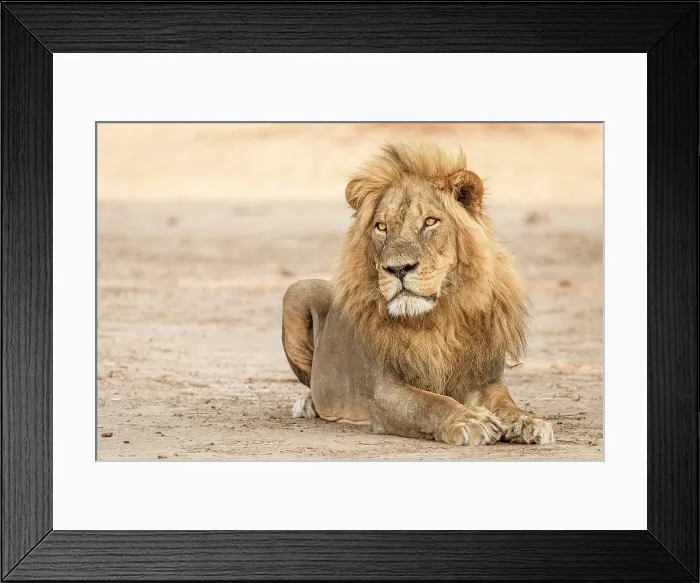 Framed Print : africa, Zimbabwe, Mana Pools National Park. A beautiful male lion in the morning light Framed Print : africa, Zimbabwe, Mana Pools National Park. A beautiful male lion in the morning light