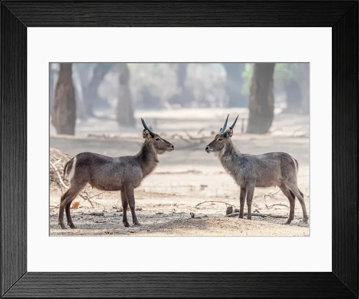 Framed Print : africa, Zimbabwe, Mana Pools National Park. Two male waterbucks in a fight Framed Print : africa, Zimbabwe, Mana Pools National Park. Two male waterbucks in a fight