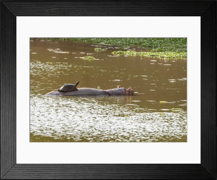 Framed Print : africa, Zimbabwe, Mana Pools National Park. The very rare sight of a Terrapin riding on the back of a hippo Framed Print : africa, Zimbabwe, Mana Pools National Park. The very rare sight of a Terrapin riding on the back of a hippo