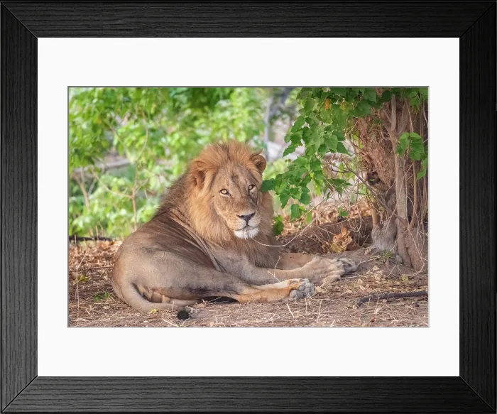 Framed Print : africa, Zimbabwe, Mana Pools National Park. A male lion lying in a bush Framed Print : africa, Zimbabwe, Mana Pools National Park. A male lion lying in a bush