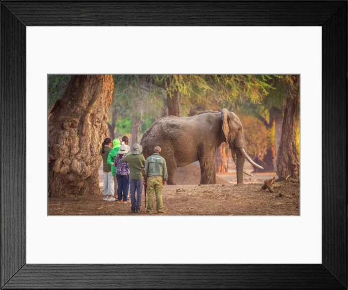 Framed Print : africa, Zimbabwe, Mana Pools National Park. A group of tourists on a walking safari approaching a big elephant bull with their guides Framed Print : africa, Zimbabwe, Mana Pools National Park. A group of tourists on a walking safari approaching a big elephant bull with their guides
