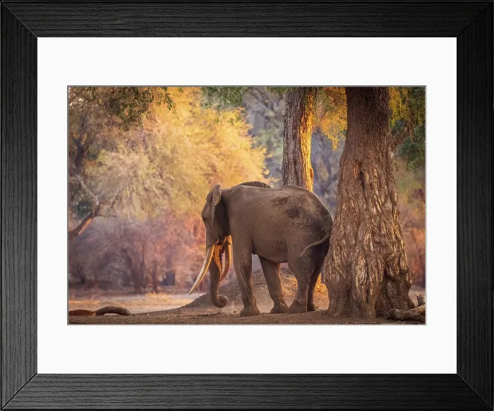 Framed Print : africa, Zimbabwe, Mana Pools National Park. An elephant eating soil Framed Print : africa, Zimbabwe, Mana Pools National Park. An elephant eating soil