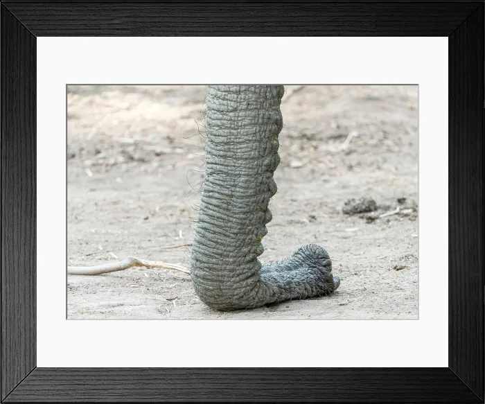 Framed Print : africa, Zimbabwe, Mana Pools National Park. The trunk of an elephant relaxing on the ground Framed Print : africa, Zimbabwe, Mana Pools National Park. The trunk of an elephant relaxing on the ground