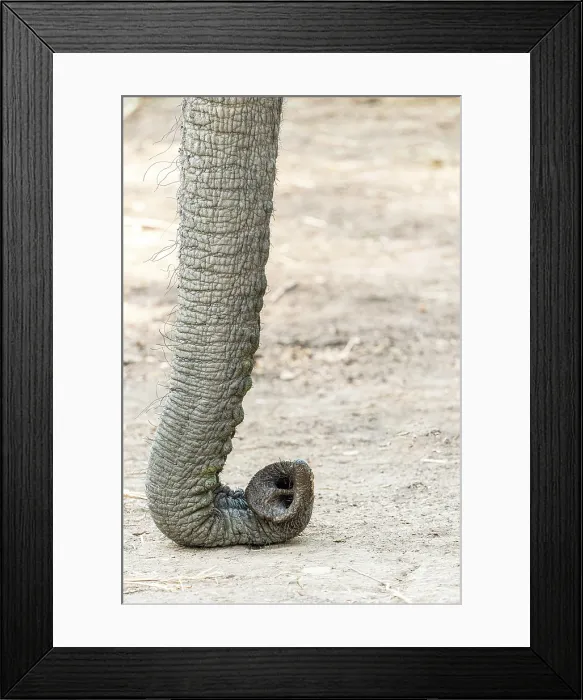 Framed Print : africa, Zimbabwe, Mana Pools National Park. The trunk of an elephant relaxing on the ground Framed Print : africa, Zimbabwe, Mana Pools National Park. The trunk of an elephant relaxing on the ground